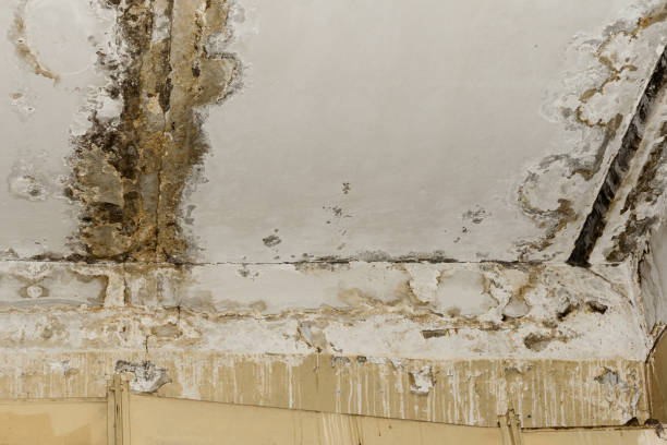 Best Environmental Consulting for Mold Prevention  in Lake Erie Beach, NY